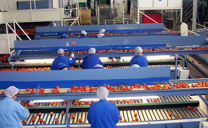 agricultura cadena tomate fabrica FOTO 1