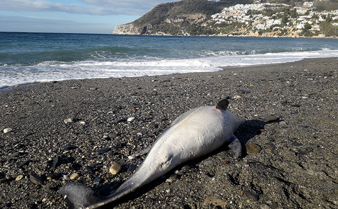 HALLADO DELFIN MUERTO EN PLAYA LA HERRADURA 18 (3)