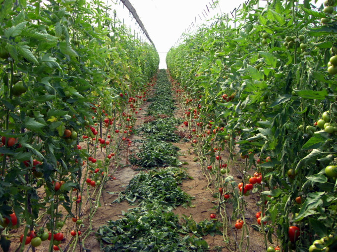 agricultura-andalucia-junta