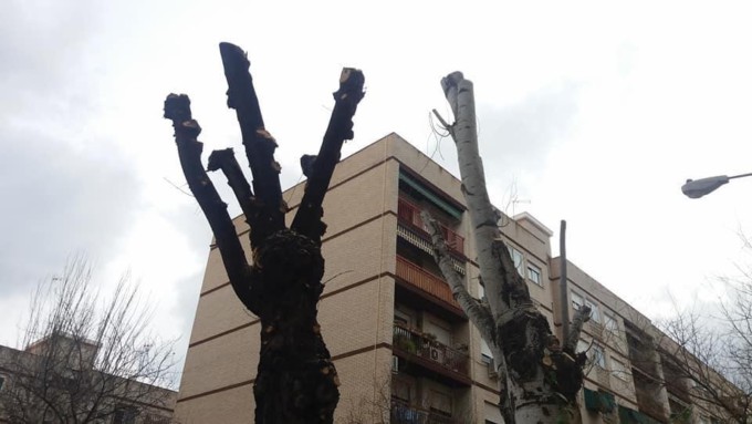 árbol talado granada