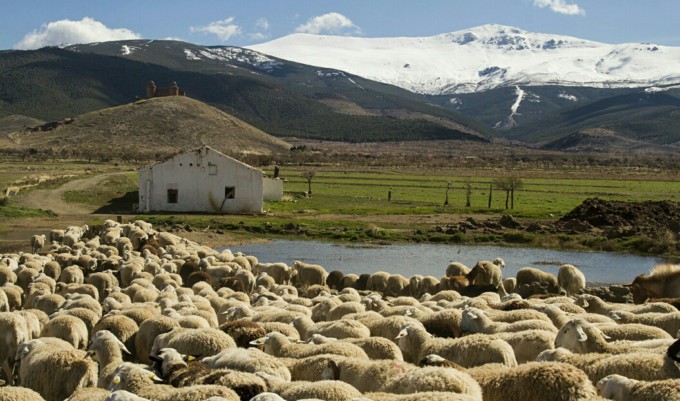 GANADERÍA-OVEJAS