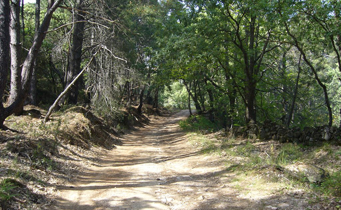 Caminos-forestales1