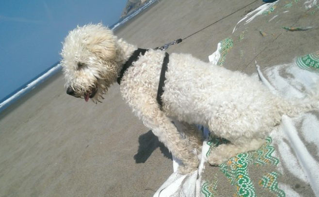 perro-en-playa-de-bayas-castrillon-asturias