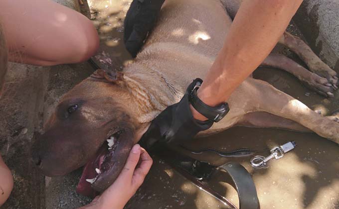 perro-rescatado-granada-policia-local