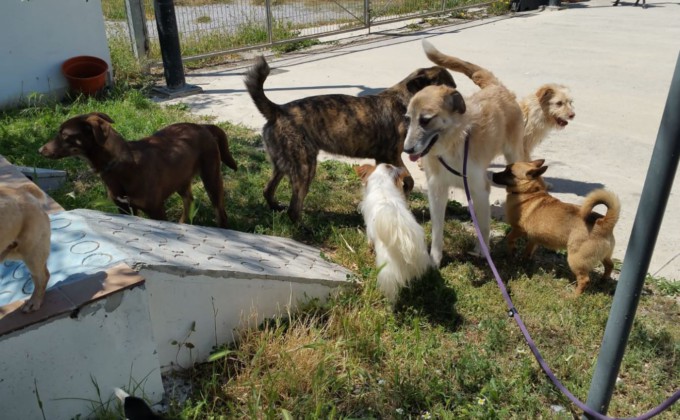 perros-protectora-animales-abandono-animal