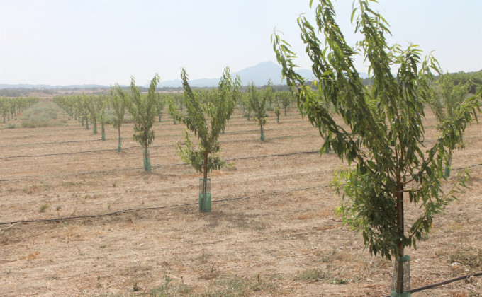 CAMPO-ALMENDROS