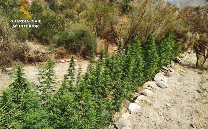 Marihuana Lujar22