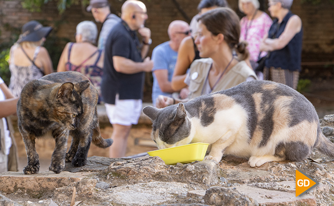 Reportaje gatos Alhambra 05