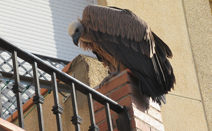 buitre leonado en las gabias