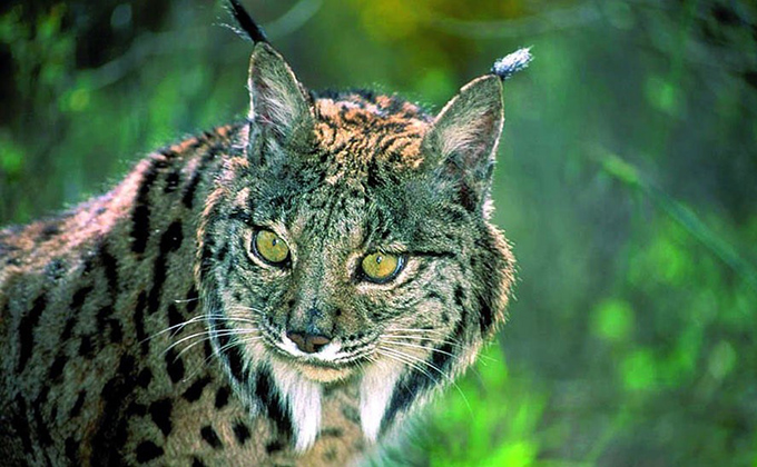 lince