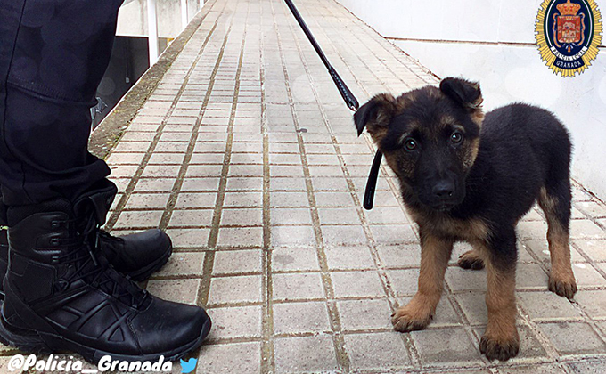 perro policia local