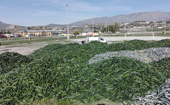 KILOS PEPINO PROTESTA MOTRIL