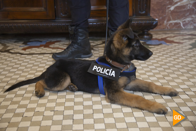 Perro policia-4