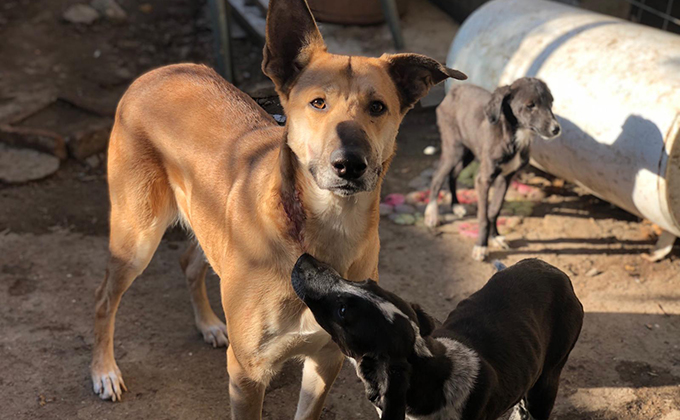 perros acogida abandonados refugio