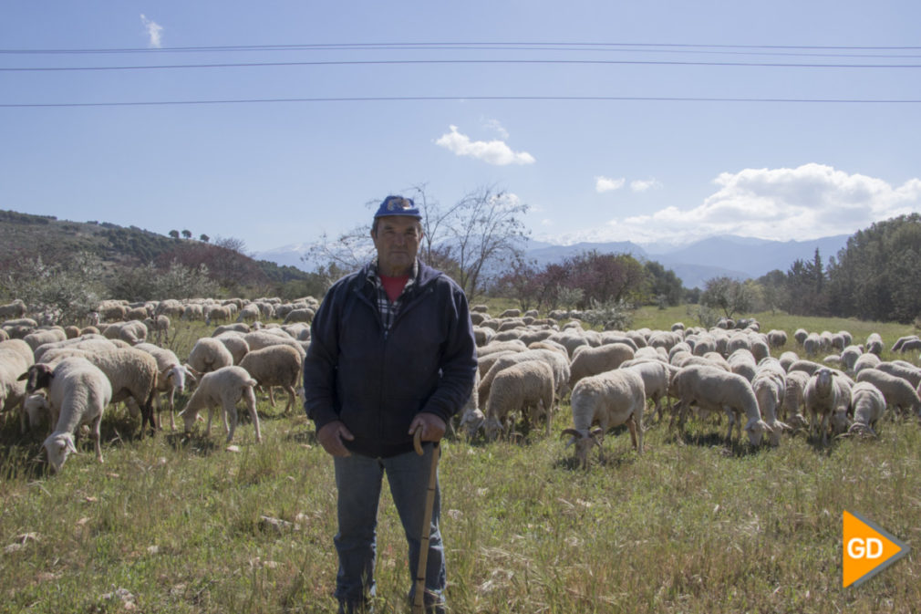 Un rebaño de 580 ovejas segureñas acuden a pastar a la Dehesa del Generalife_