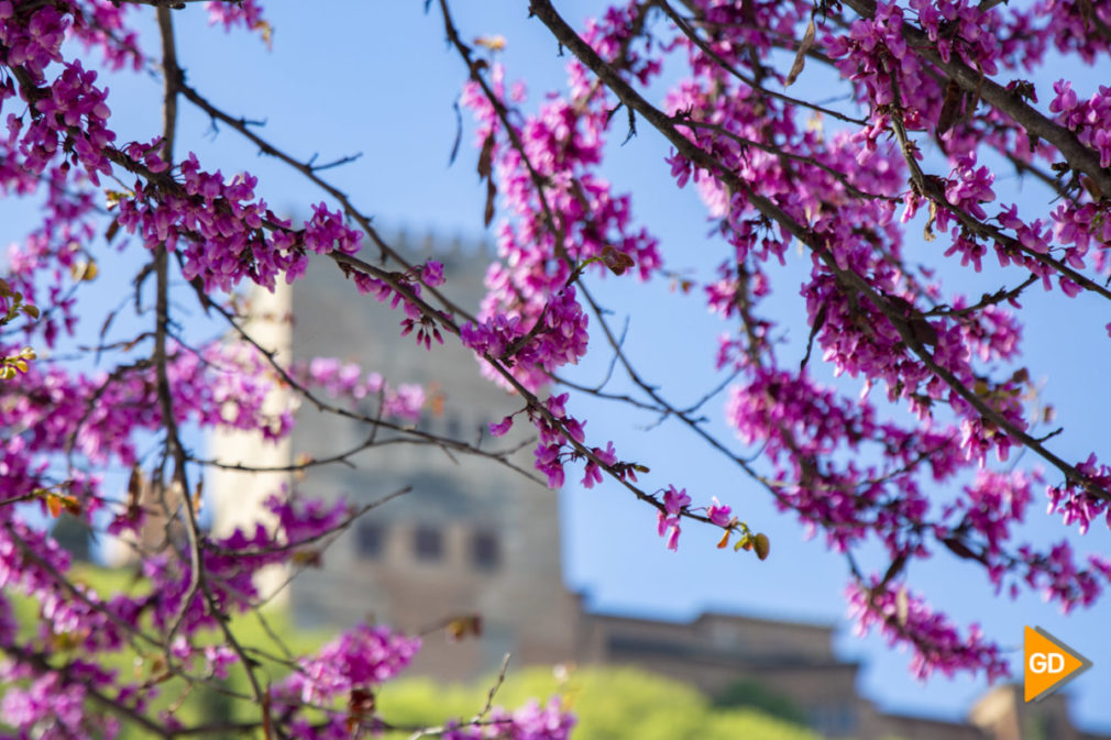 Primavera granada alhambra flores darro paseo tristes plaza nueva turismo buen tiempo-5