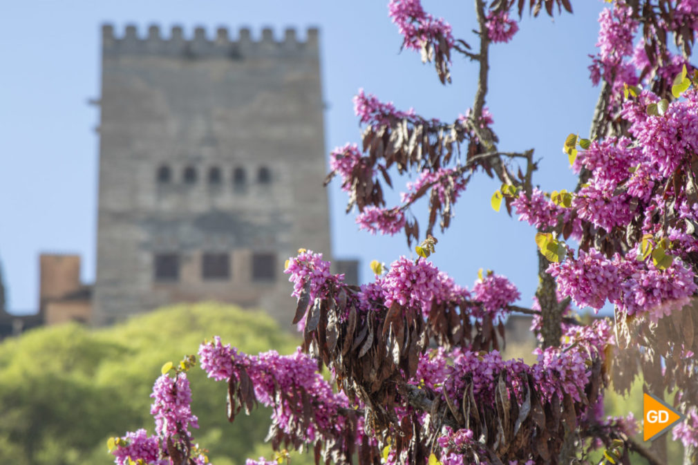 Primavera granada alhambra flores darro paseo tristes plaza nueva turismo buen tiempo-8