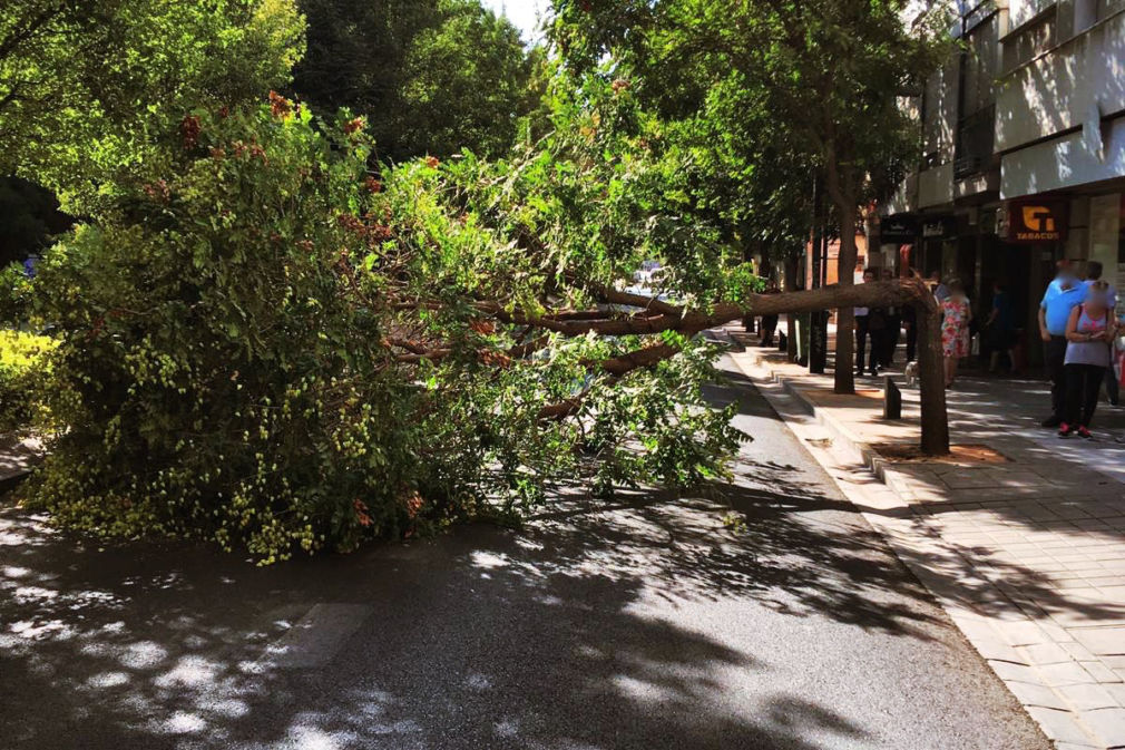 arbol caido avenida constitucion 2