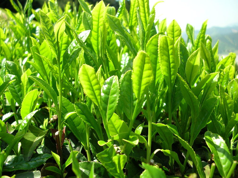 1200px-Green_tea_leaves