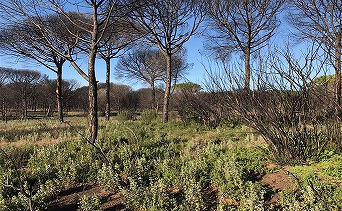 Zona afectada por el incendio de Las Penuelas en el Parque Natural de Donana