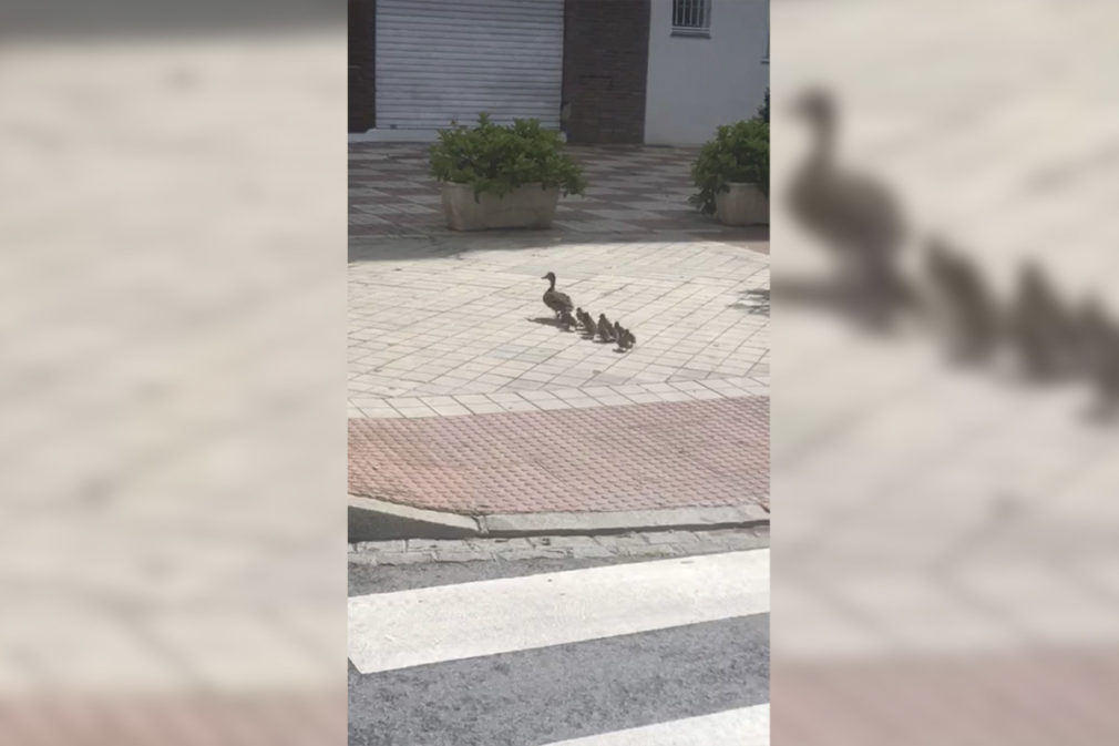 FOTO VIDEO PATOS