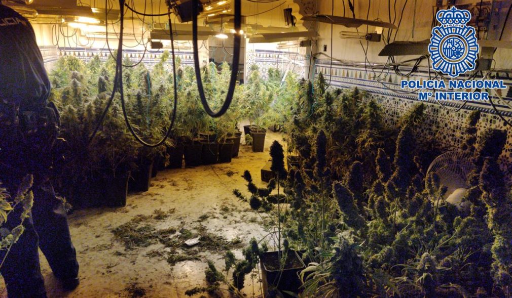 Plantacion_marihuana