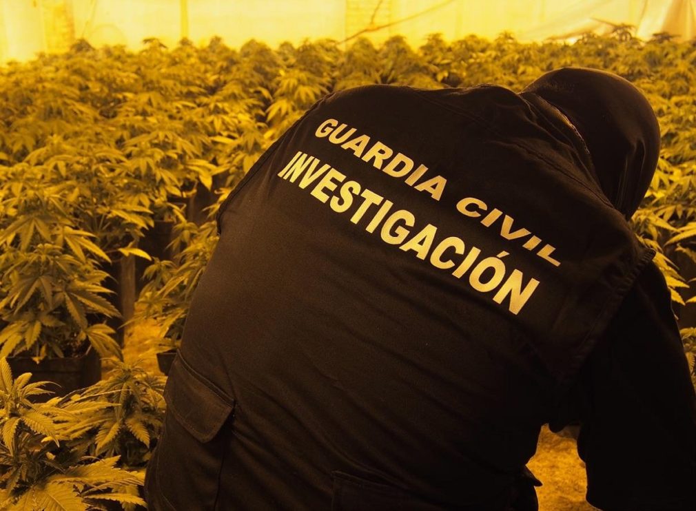 guarida civil marihuana