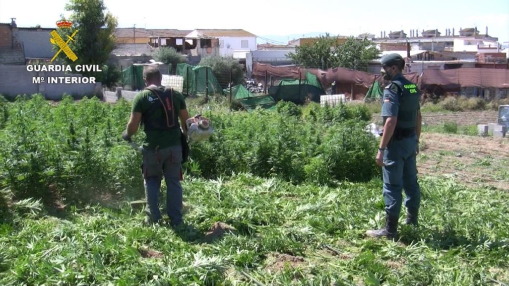 Guardia Civil parcelas intervenido miles de plantas de cannabis sativa en Atarfe