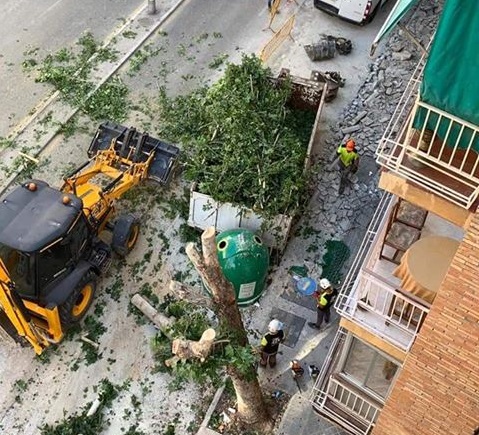 arbol talado avenida barcelona