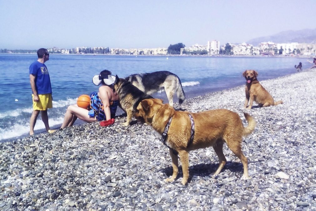 Perros en la playa de Motril | Foto: Archivo