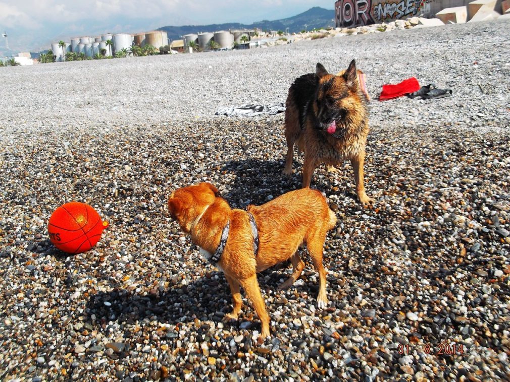 Perros playa Motril | Foto: Archivo