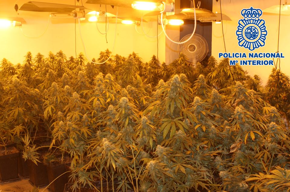 Plantacion_indoor_01