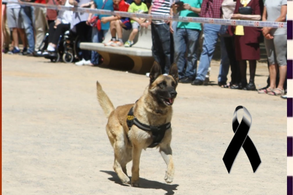 Apu perro condecorado unidad canina