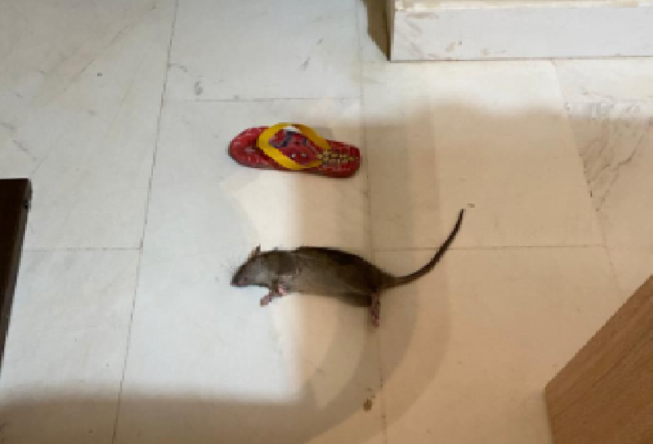 Ratas en un edificio de Playa Granada