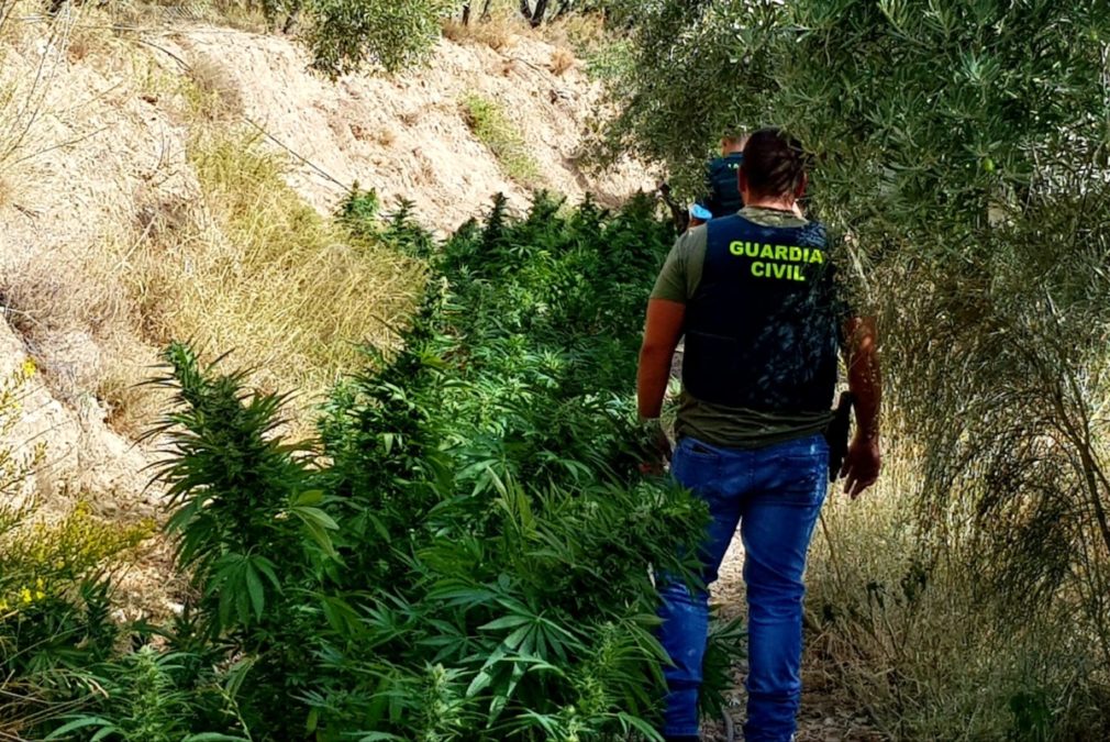 Marihuana Guardia Civil