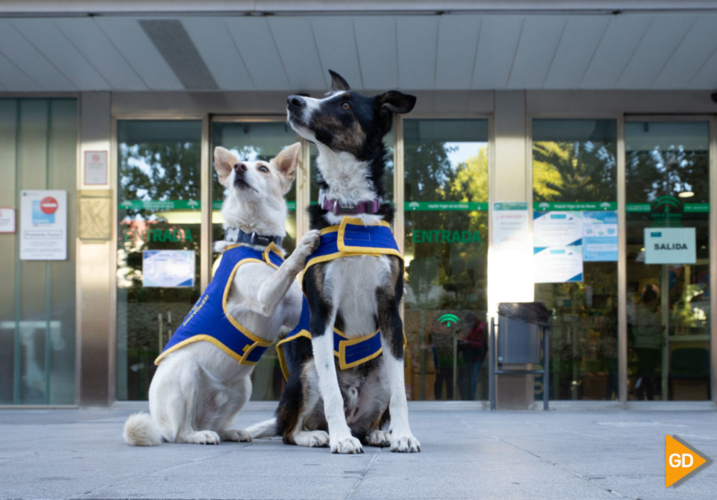 Unidad de terapia canina Carlos Gijon-2