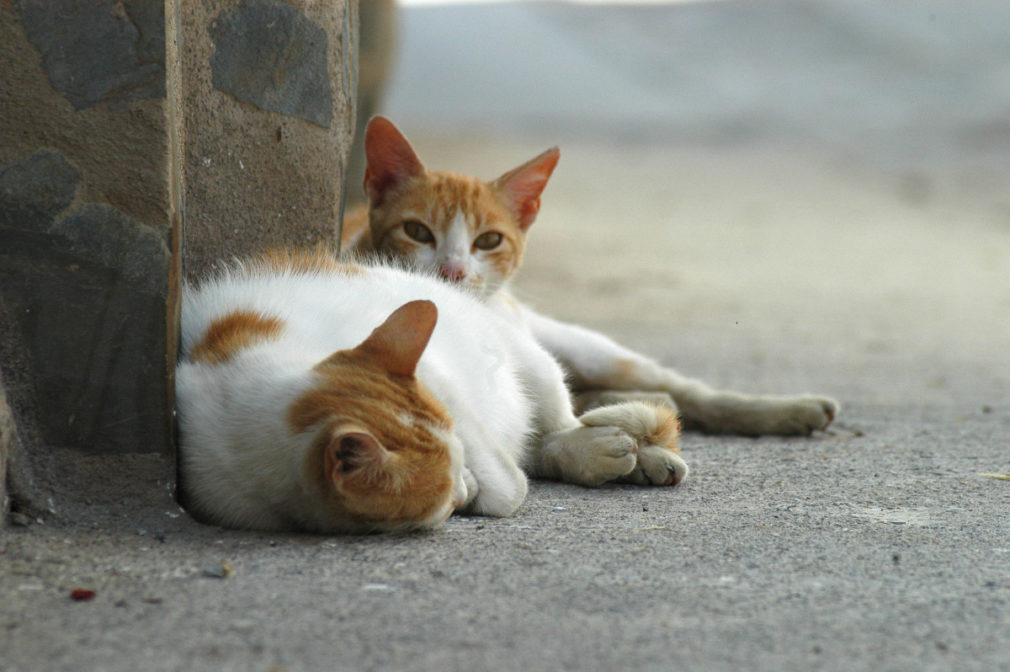 gatos - animales - mascotas - abandonados