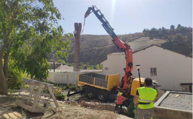 pino centenario en la Cuesta del Pino en Granada