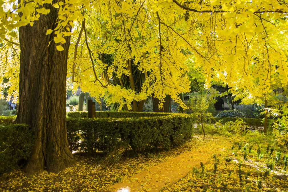 Jardín botánico UGR