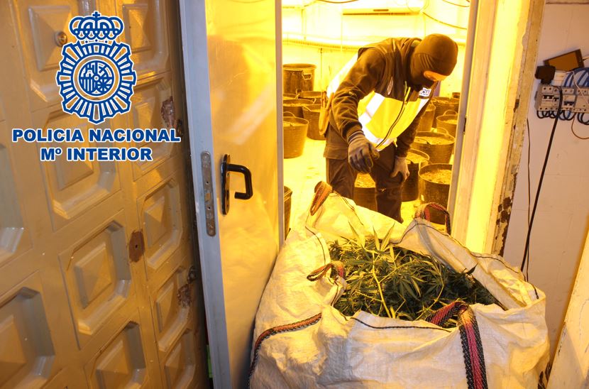 plantas incautadas Op Torre