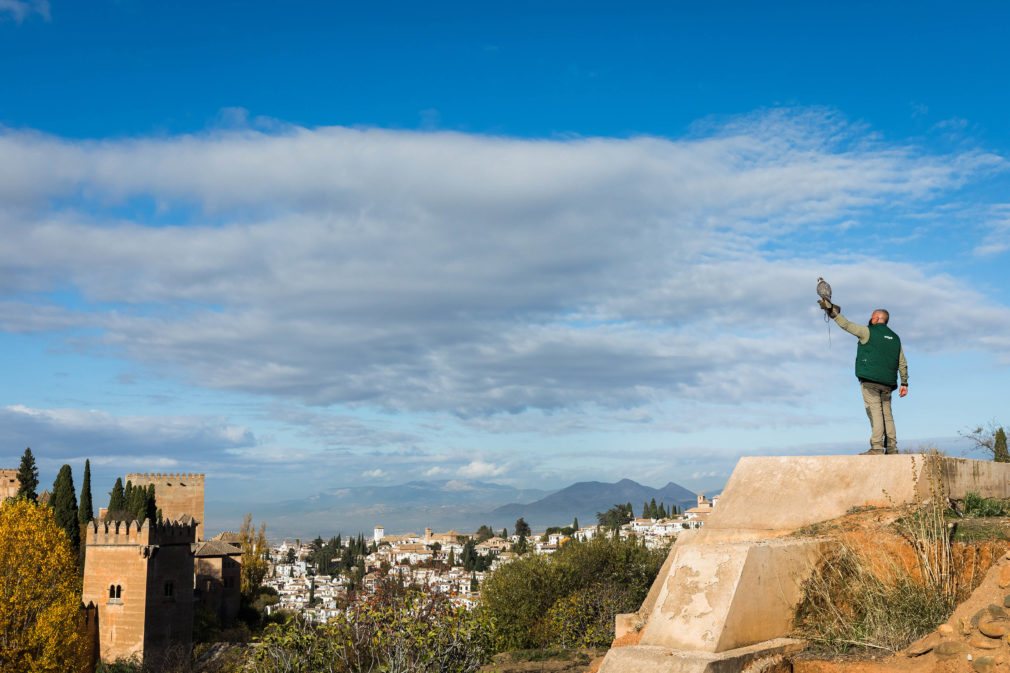 CETRERÍA ALHAMBRA 3