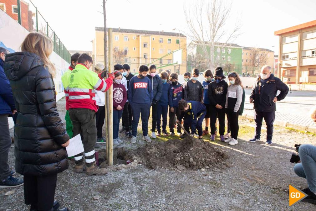 Plantacion de arboles en los colegios Carlos Gijon _-2 (1)