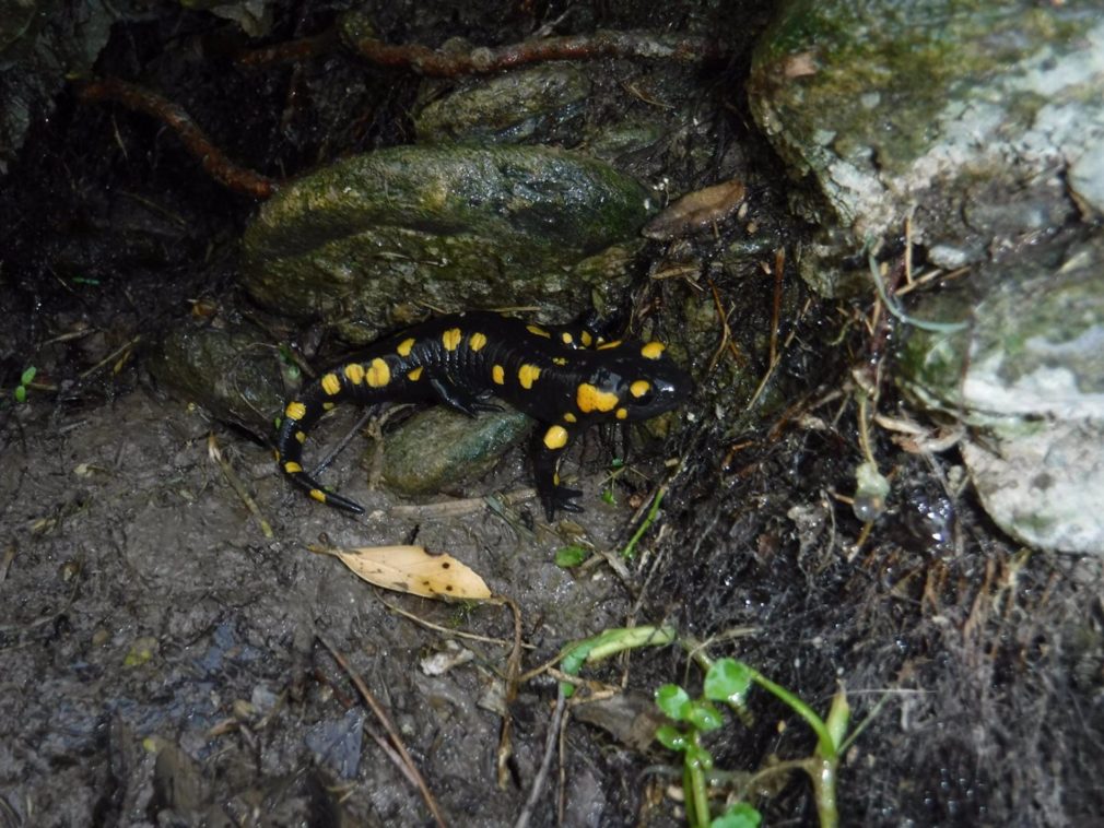 Granada.- La salamandra penibética regresa a la Alhambra más de 40 años después