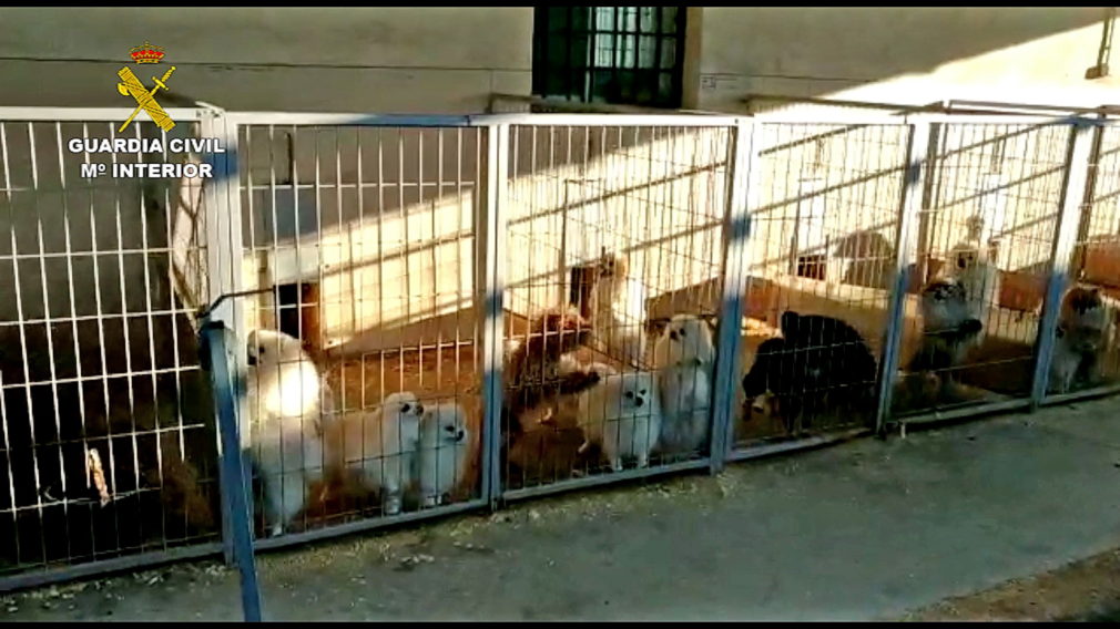 Criadero perros cuerdas vocales