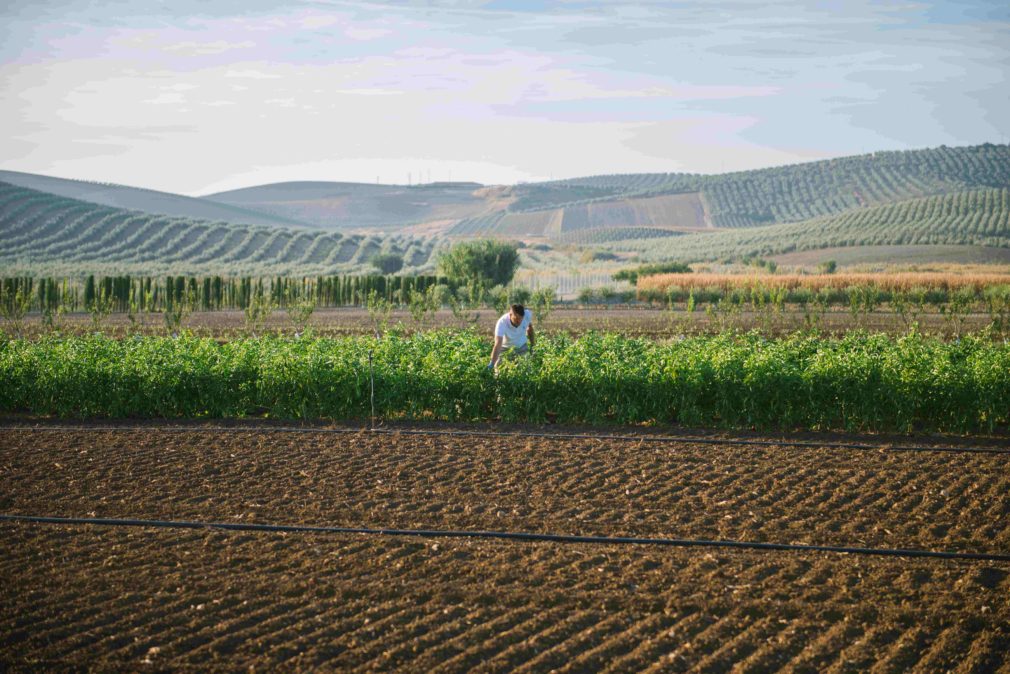 Finca Experimental Econatur La Añoreta