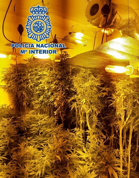 Plantación marihuana zona norte