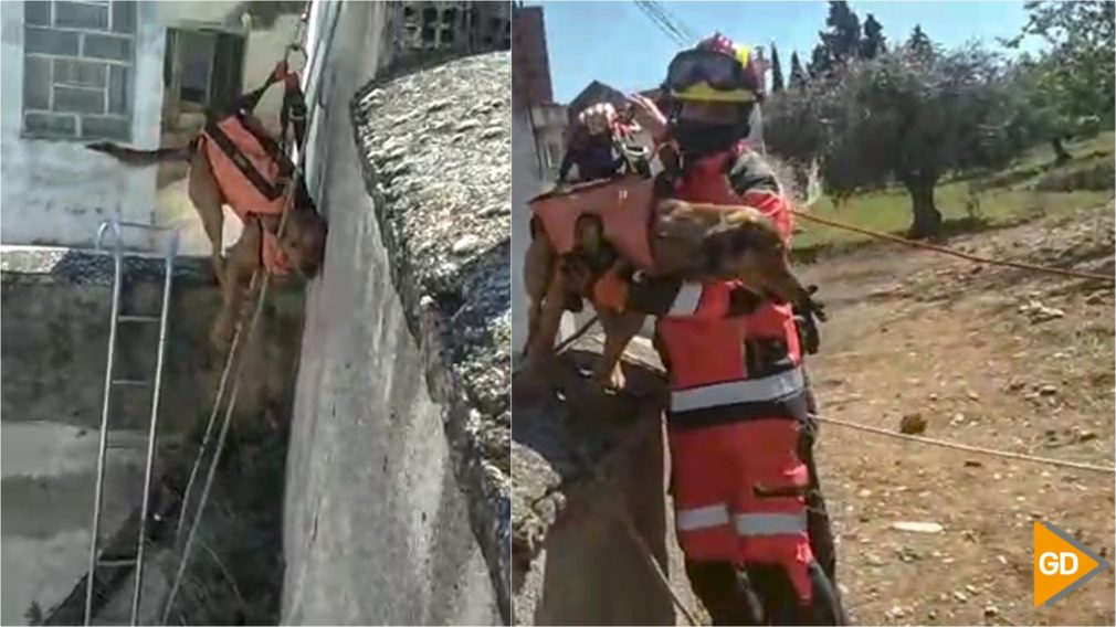 Rescate Perro mirador de alixares granada José Luis Moreno