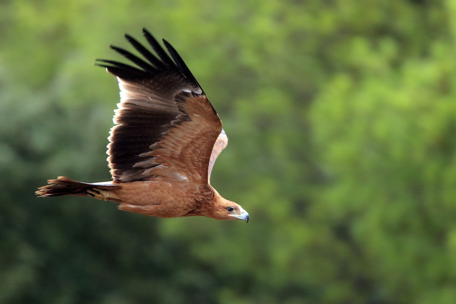 El águila imperial ibérica reina en Andalucía, que acoge más del 20% de las  parejas reproductoras de España y Portugal