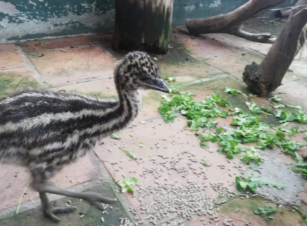 EMUS EN PARQUE LORO SEXI ALMUÑECAR 1 21