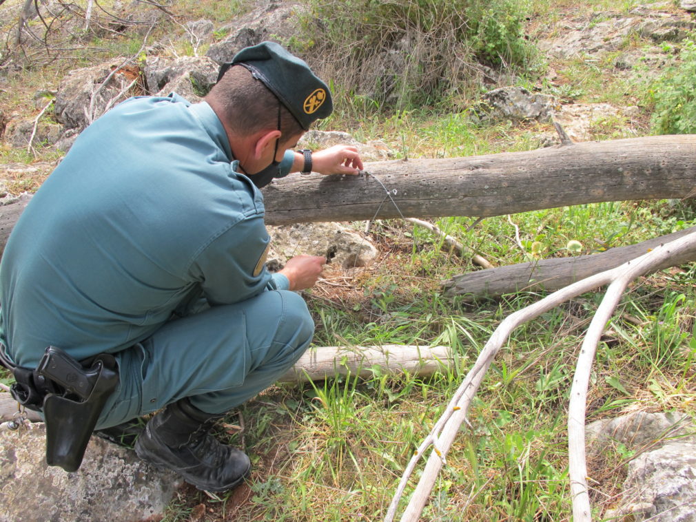 lazos de cable de acero para proteger la repoblación de conejos coto Algarinejo